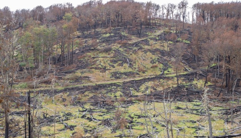 Confirmaron los procesamientos por el grave incendio forestal