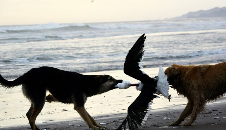Comité de seguimiento: Anuncian avances dentro del plan de control canino