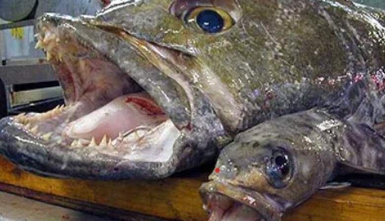 Se judicializó la pesca de merluza negra
