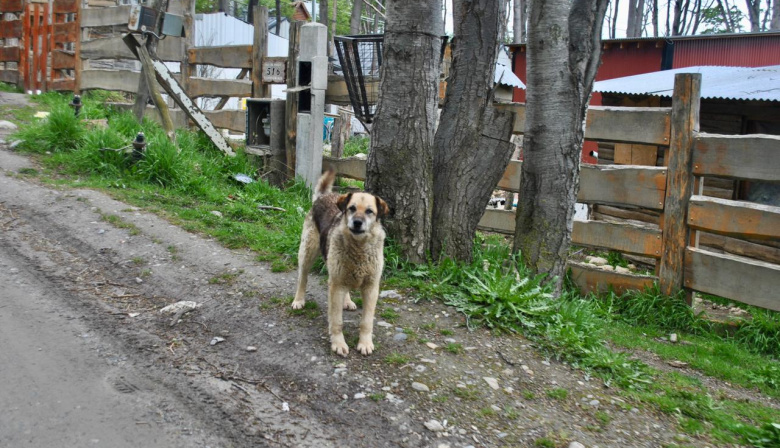 Se realizó el relevamiento provincial de perros sueltos, un paso clave para fortalecer el cuidado responsable