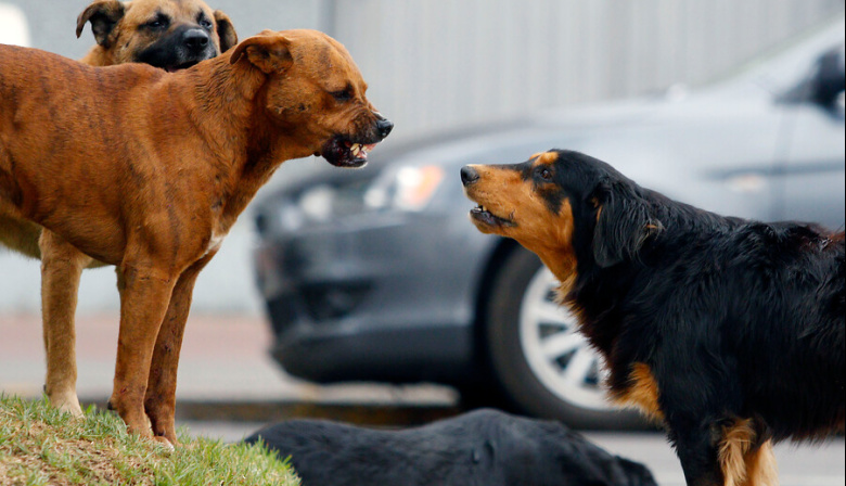 Lanzan la campaña "Cuidá tu perro, cuidemos el ambiente"