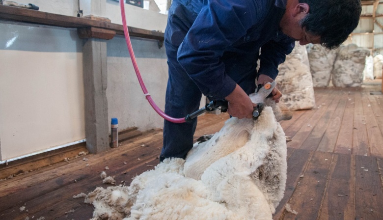 La exportación de lana argentina superó el 45% en volumen y el 30% en valor
