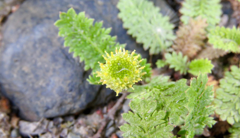 Gobierno lanza concurso para elaborar la primera guía de flora de las áreas naturales protegidas