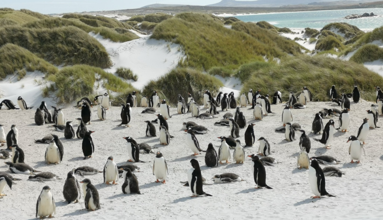 La pingüinera más visitada de Malvinas podría clausurarse por casos de gripe aviar