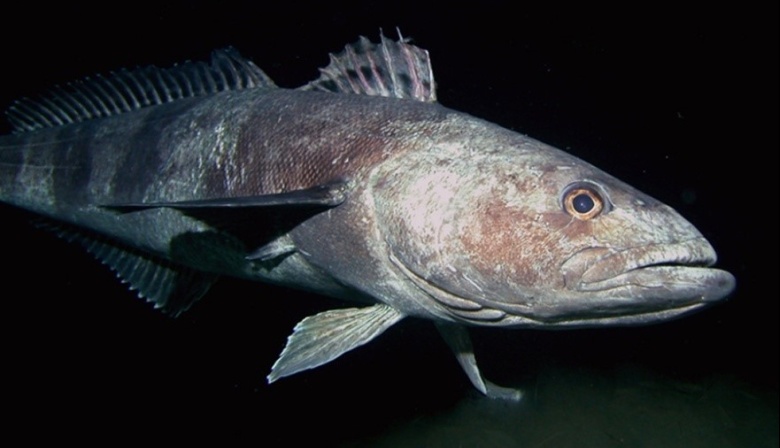 Empresas pidieron poner un límite en toneladas para la pesca incidental de merluza negra