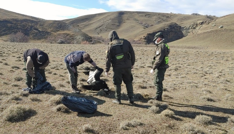 Encuentran tres cóndores andinos muertos en Santa Cruz