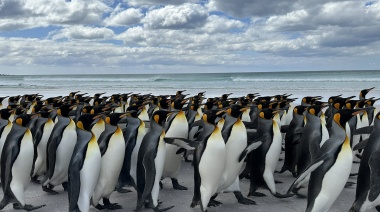 Elevado número de turistas en Malvinas afecta a la fauna silvestre