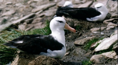 Siguen muriendo albatros y pingüinos en Malvinas