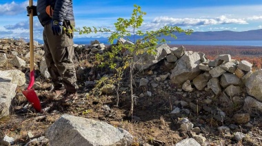 El 72% de los renovales de lenga plantados en el Jeujepén lograron sobrevivir