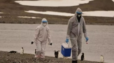 Se expande la gripe aviar en la Antártida: detectan el virus en pingüinos y cormoranes
