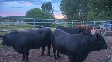 Por primera vez se certificó la exportación de bovinos en pie con destino a Chile