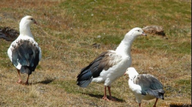 Analizan aves de Chubut y Tierra del Fuego por posibles infecciones