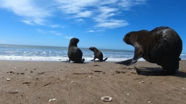 Lobos marinos vararon en el área protegida Costa Atlántica