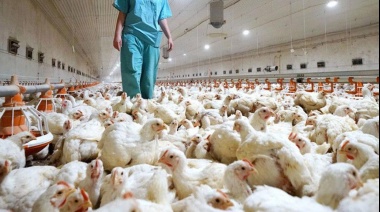 Continúan las medidas preventivas contra la Influenza Aviar