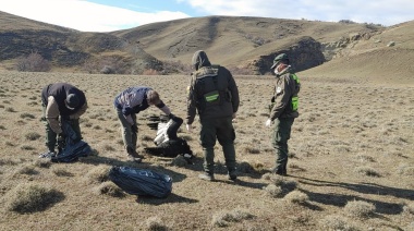 Encuentran tres cóndores andinos muertos en Santa Cruz