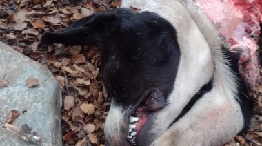 Hallaron un perro faenado en el Barrio Provincias Unidas de Tolhuin
