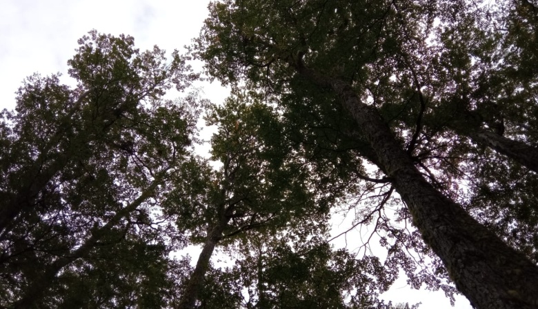 Hoy se celebra el Día Internacional de los Bosques