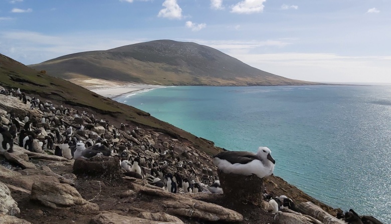 Brote de Gripe Aviar: En Malvinas advierten a guías y turistas sobre posibles cierres