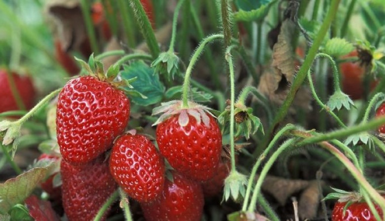 Tolhuin y el INTA impulsan un ciclo de formación en producción de frutillas