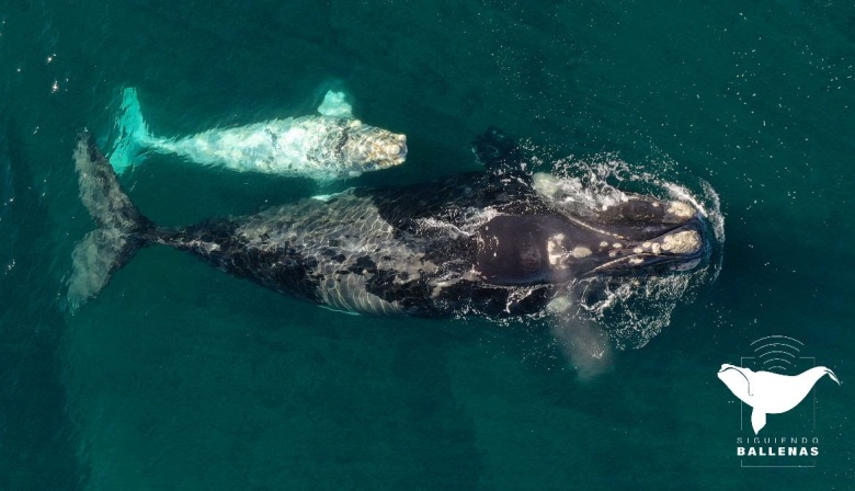 Monitorean los viajes de 10 ballenas francas en una nueva edición del proyecto “Siguiendo Ballenas”