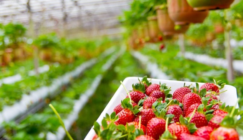 Segundo taller sobre producción de frutillas