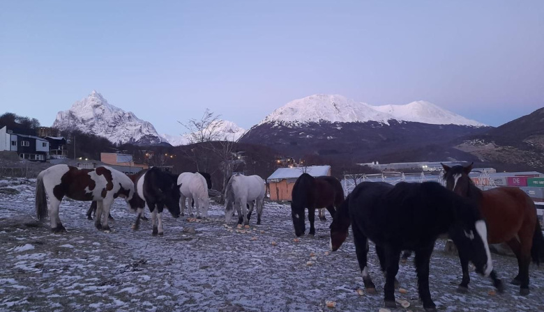 Continúa el control de equinos en la vía pública
