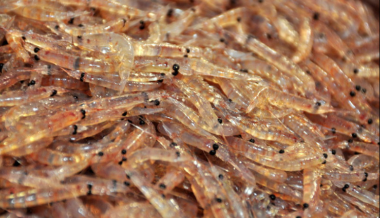 Pesca ilegal: Flota noruega y china arrasan el krill antártico