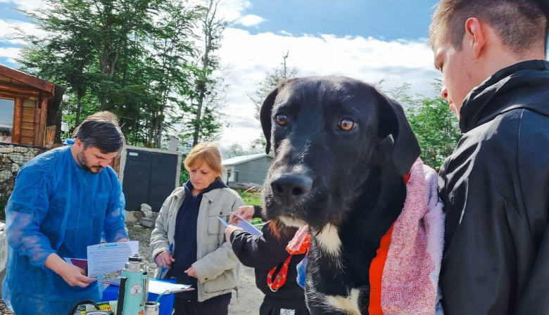 En un año Tolhuin logró identificar a casi 500 perros y realizó unas 900 esterilizaciones
