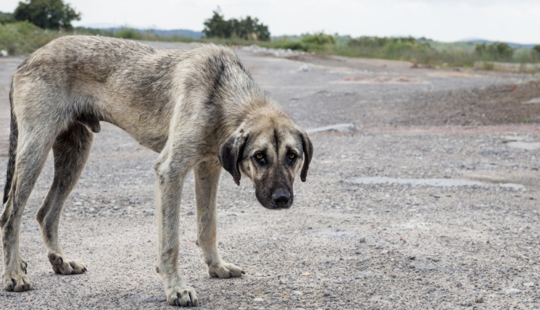 Se creó el Observatorio Jurídico para la Protección de los Animales No Humanos