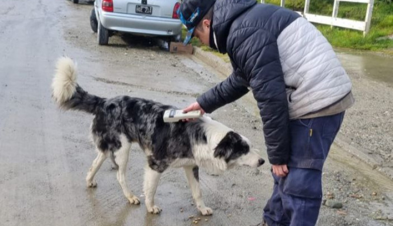 La municipalidad labró actas de infracción por perros sueltos