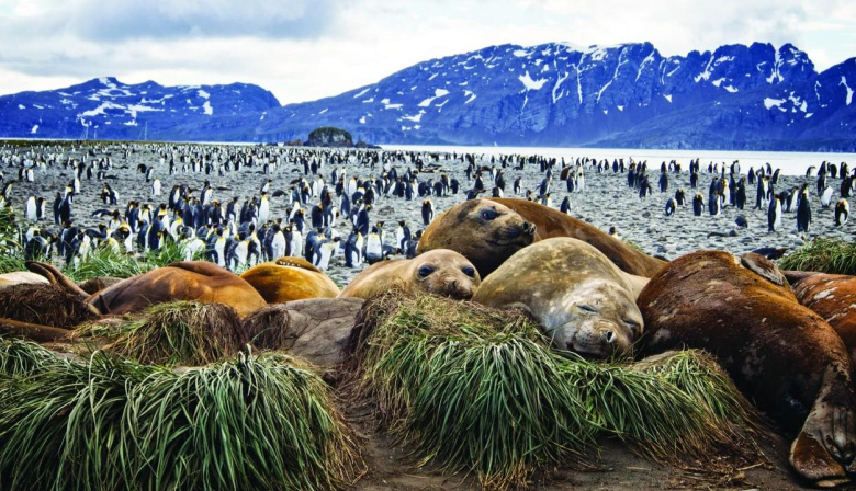 Gripe aviar reduce a la mitad los elefantes marinos reproductores en las Georgias del Sur