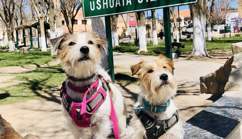 Vacaciones con mascotas: Cómo gestionar el Certificado Veterinario Austral