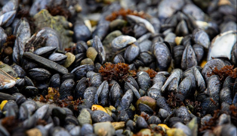 Abrieron las inscripciones para el taller de instrucción de cultivo de mejillones