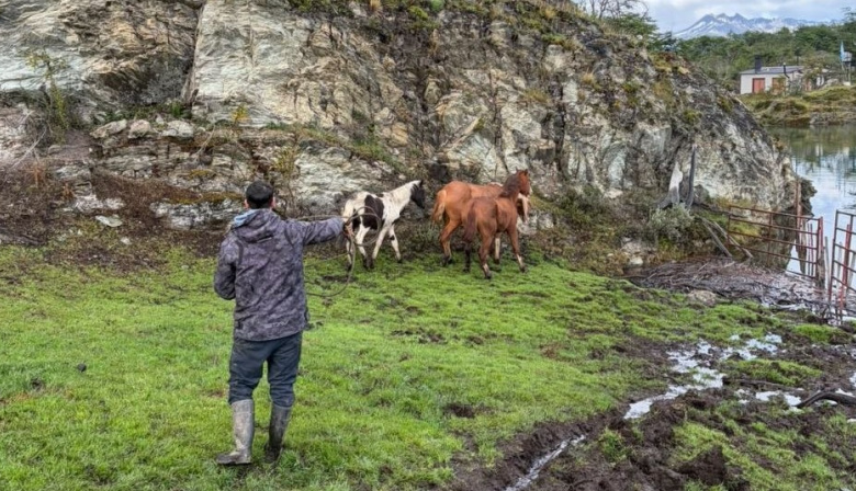La Municipalidad realizó tareas de chipeado de equinos en el Parque Nacional