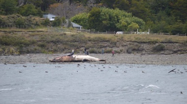 Varamiento de un cetáceo en la costas del Canal Beagle