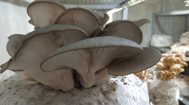 Impulsan la producción comercial de hongos comestibles en Tierra del Fuego
