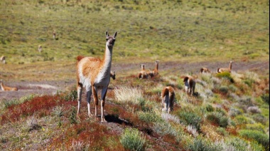 En Santa Cruz este año se permite cazar hasta dos guanacos por día