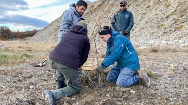 Se alcanzó un 72% de supervivencia de renovales de lenga en la reforestación en la ex cantera del cerro Jeujepén