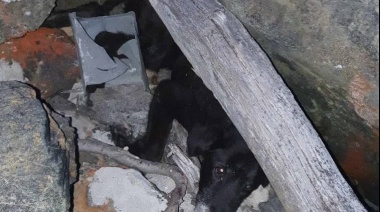 Rescataron a una perrita atrapada entre las piedras en Baliza Escarpados