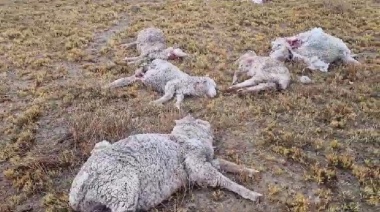 Una jauría de perros mató unas 150 ovejas al sur del Chubut