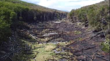 Proponen prorrogar la emergencia ambiental por incendios forestales