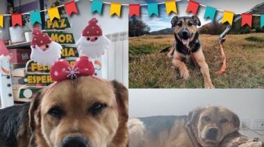 La Dirección de Zoonosis celebrara los cumpleaños de los perros que aguardan ser adoptados en los caniles