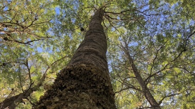 TIerra del Fuego recibirá fondos de la Ley Nacional de Bosques