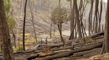 “El bosque que perdimos” una reflexión urgente sobre los incendios forestales en Tierra del Fuego