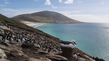 Brote de Gripe Aviar: En Malvinas advierten a guías y turistas sobre posibles cierres