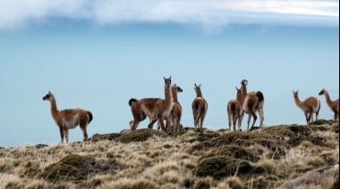 La Subsecretaría de Ambiente actualiza el Plan Nacional para el Manejo Sostenible del Guanaco