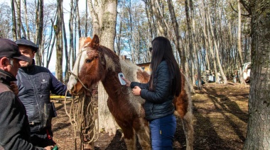 Zoonosis chipeó 13 equinos durante una jornada itinerante en Ushuaia