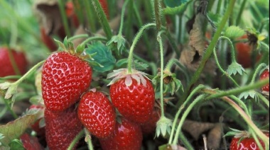 Tolhuin y el INTA impulsan un ciclo de formación en producción de frutillas