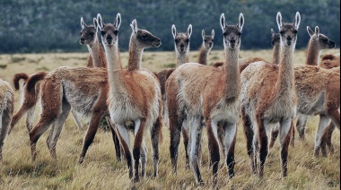 Productores patagónicos pidieron medidas para frenar la superpoblación de guanacos