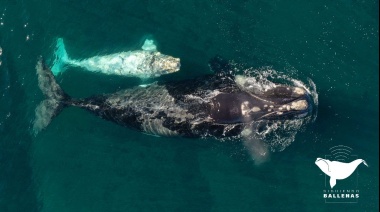 Monitorean los viajes de 10 ballenas francas en una nueva edición del proyecto “Siguiendo Ballenas”